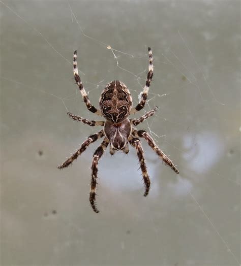 Bug Eric: Bridge Orbweaver (Gray Cross Spider)