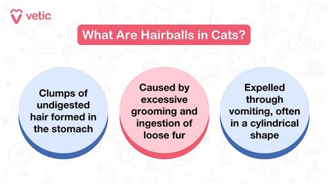 20 Popular Cat Breeds in India: Common & Rare Cat Breeds