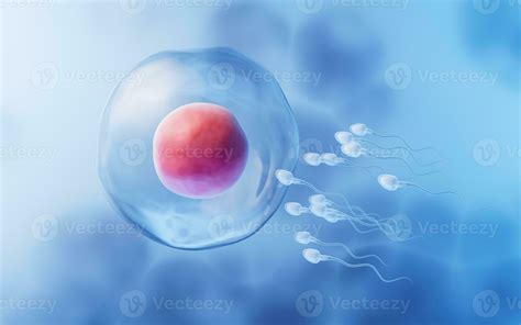The union of sperm and an egg cell, 3d rendering. 27774932 Stock Photo ...