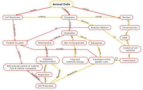 Cell Structure Concept Map 的图像结果