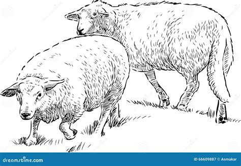 Sheeps in the pasture stock vector. Illustration of vector - 66609887