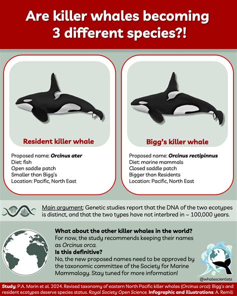 Killer Whale Species