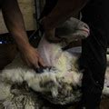 Cruel Practices in Farm Animal Husbandry - FOUR PAWS International ...