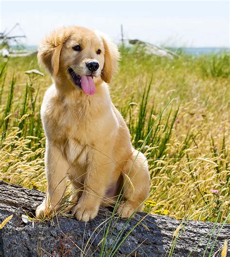 Download Adorable Golden Retriever Puppy Romping Outdoors | Wallpapers.com