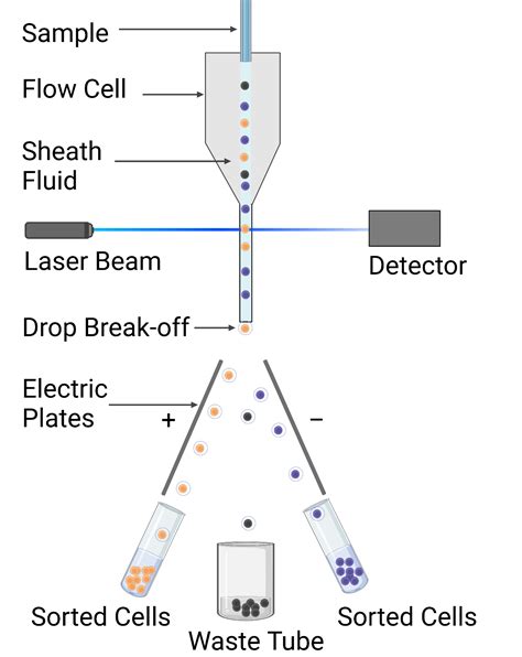 Image result for Fluorescent Activated Cell Sorting Lecture