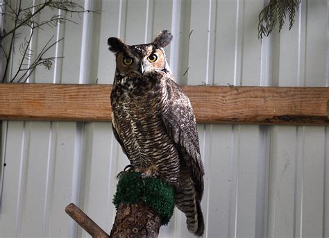 LuAnn Kessi: Chintimini Wildlife Rehabilitation Center