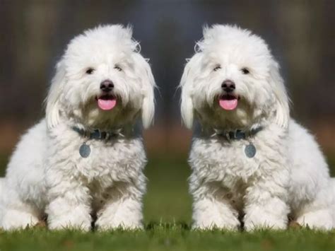 Instagram Immortality? Pet Influencers Are Now Cloning Their Deceased ...