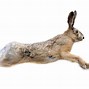 Image result for Rabbit Yelling