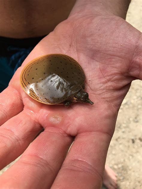 Rezultat imagine pentru Turtle without Shell