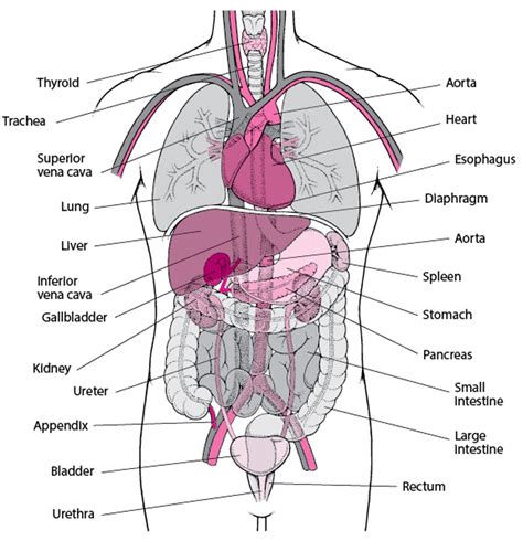 Biology Body Parts 的图像结果
