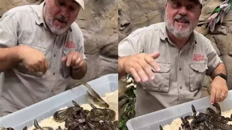 Fearless zookeeper brushes off lunging baby anacondas in viral video ...
