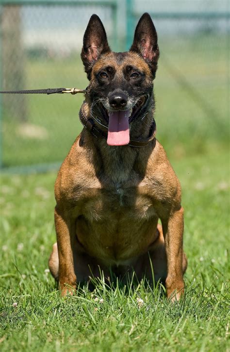 Belgian Malinois Military