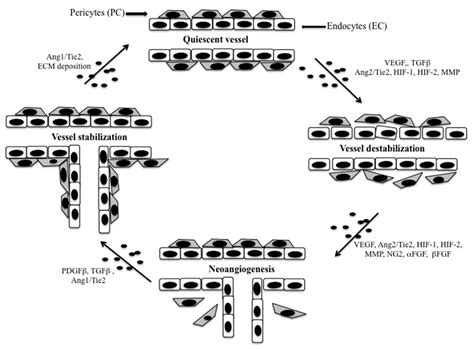 Propensity for Early Metastatic Spread in Breast Cancer: Role of Tumor ...