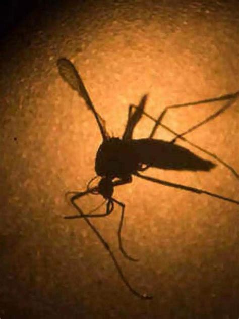 Zika Virus Ke Lakshan Aur Ilaj: Zika Virus Disease Aedes Mosquitoes ...