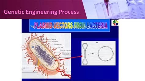 Application of Genetic Engineering 的图像结果