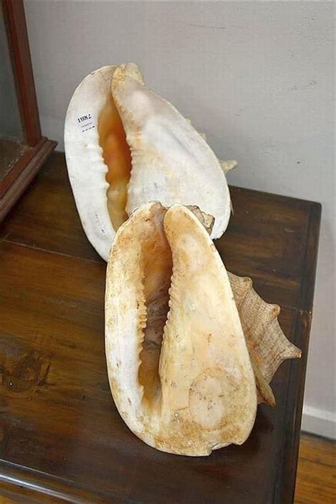 Image result for How Are Conch Shells Formed