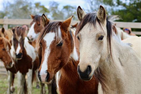 Image result for Spring Roundup