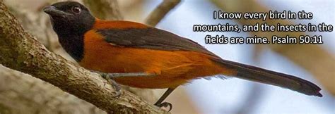 Biblical Science 的图像结果