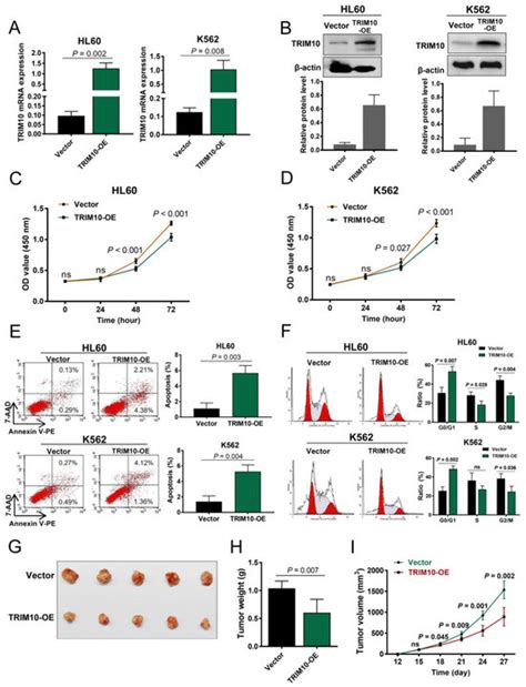TRIM10 Is Downregulated in Acute Myeloid Leukemia and Plays a Tumor ...