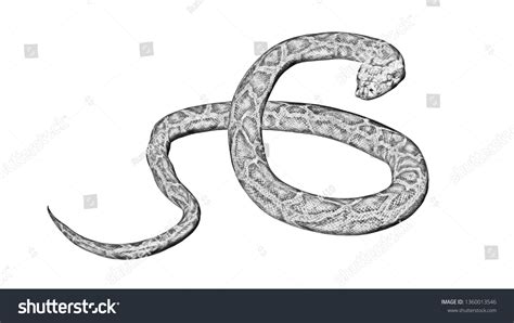 Image result for Python Snake Drawing
