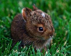 Image result for Cute Brown Bunny Stuffed Animal