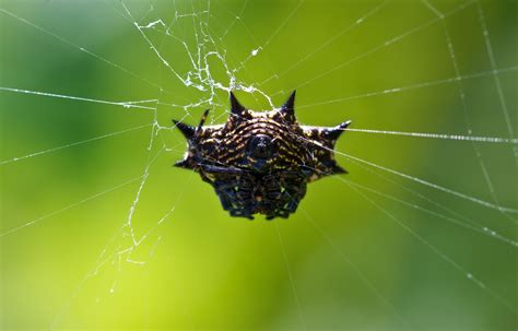 My Family and Other Animals: Spiny Backed Orb Weaver