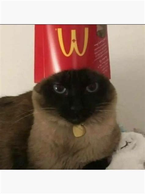 Image result for Scared Cat PFP