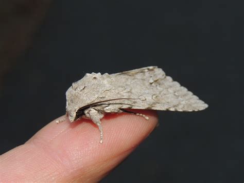 About American Dagger Moth - Maryland Biodiversity Project