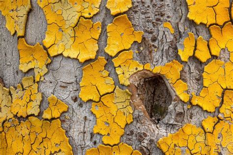 Image result for Eucalyptus Tree Trunk Rot