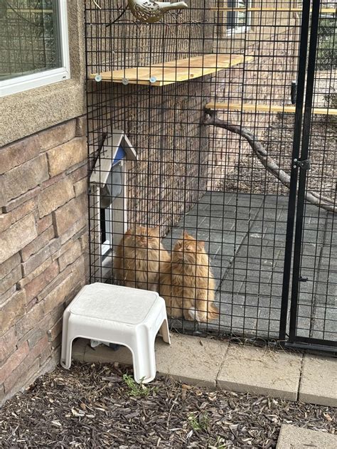 Aspen & Maple (foster care) | Happy Cats Haven