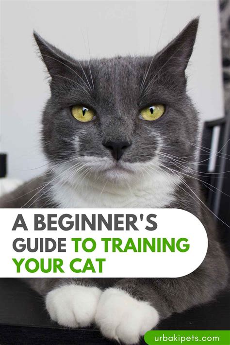 Image result for Cat Training Tutorials