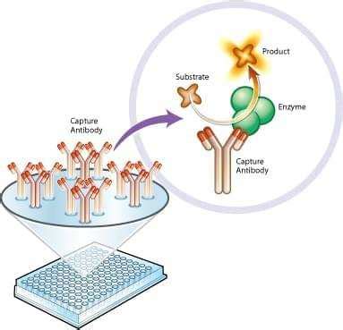Image result for How to Perform Enzyme-Substrate Method Using Quanti Trays