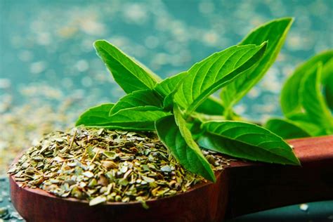Tulsi Holy Basil Benefits For The Brain And Body – Brain Tea