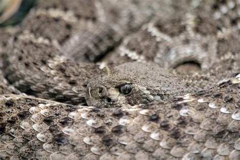 Rattlesnake Bites Texas Roadhouse: Shocking Truth You Must Know
