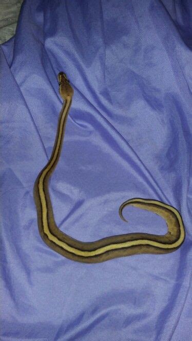 Image result for D Stripe Ball Python