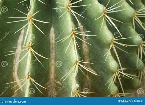 Golden barrel cactus stock image. Image of nature, grow - 82849373