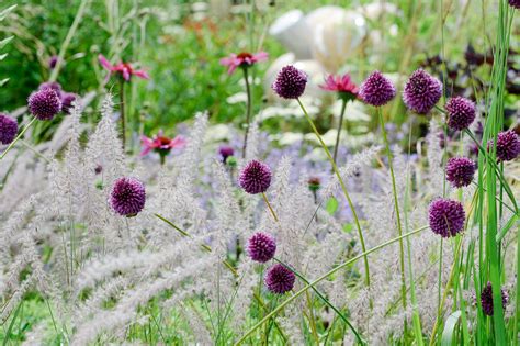 Small Ornamental Grasses