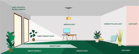 Buy Syngonium Pink Plant | Vibrant, Low-Maintenance, and Ready to ...