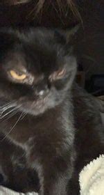 Image result for Spring Boing Sound Effect