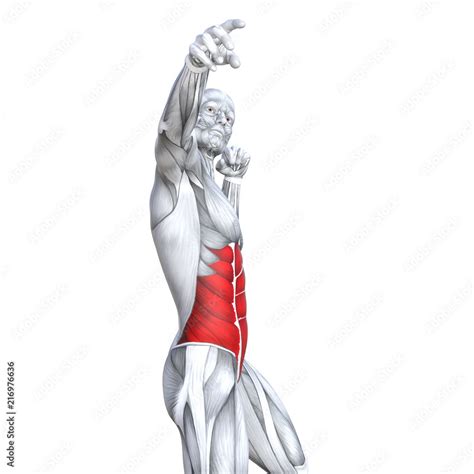 Image result for Muscle Model Chest Anatomy