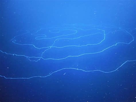 6 सबसे अजीबोगरीब जानवर, दिखने में दूसरे ग्रह से आए एलियन लगते हैं ये ...