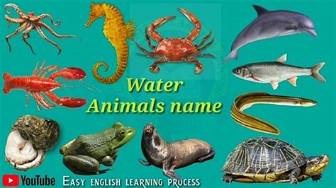 Freshwater Animals Names