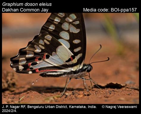 Welcome to the Butterflies of India website! | Butterfly
