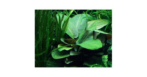 Lagenandra Meeboldii - Green