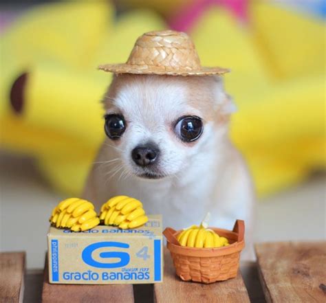 Chihuahua making a living | Cute animals, Cute animal memes, Baby ...