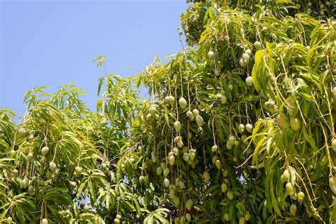 Mango Fruit Tree 的图像结果