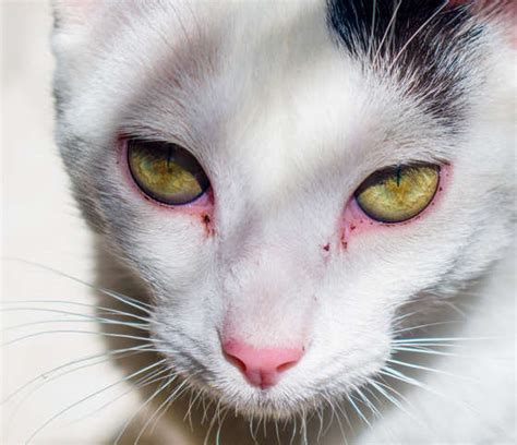 Red Discharge in Cat's Eyes [Vet Opthalmologist Advice] - Cat-World