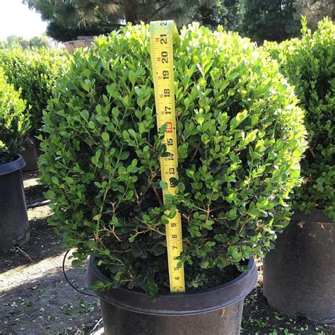 Plant FAQs: Buxus Winter Gem