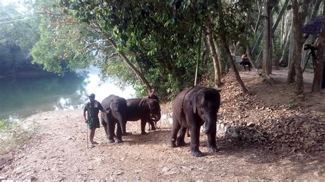 Kottur Elephant Rehabilitation Centre Trivandrum - Kottur Elephant ...