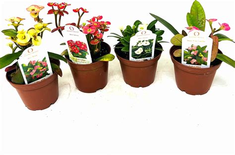 Buy JM BAMBOO Crown of Thorns /Euphorbia/ Party of 4 Plants 2.5inch ...